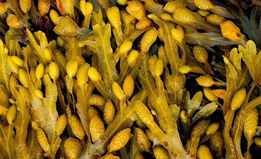 Seaweed Biological Activities